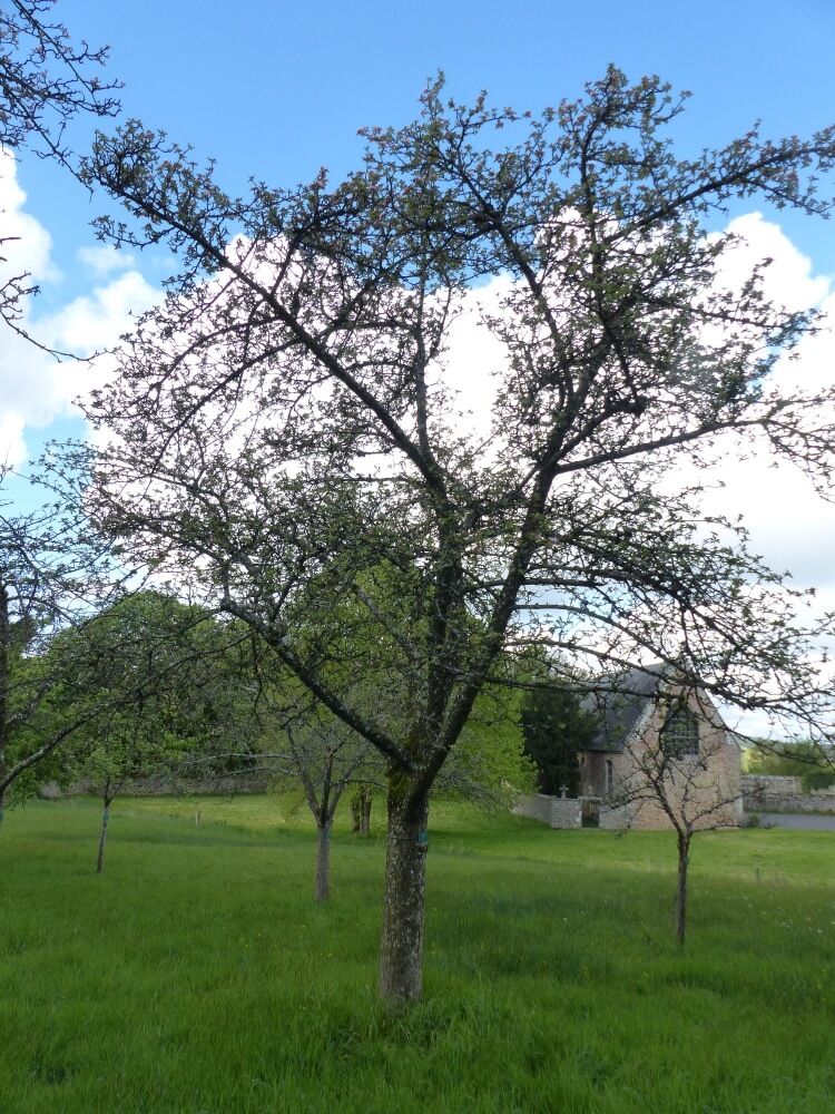 userfiles/produit/5689/arbre_var_253_long bois (pomme).jpg